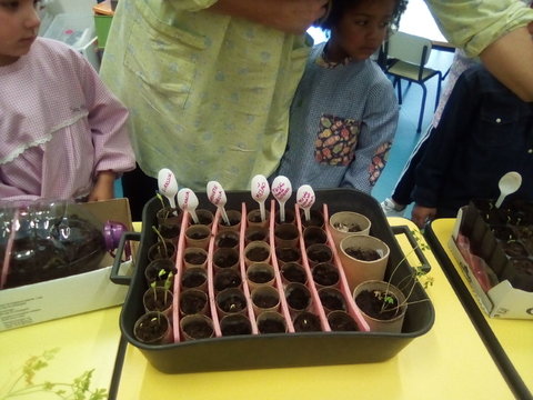 Germinação de sementes, numa das salas do pré-escolar, para posterior plantação na horta.