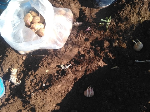 Germinação das batatas: Inicio da colocação das primerias batatas germinadas para colocarmos na Terra.