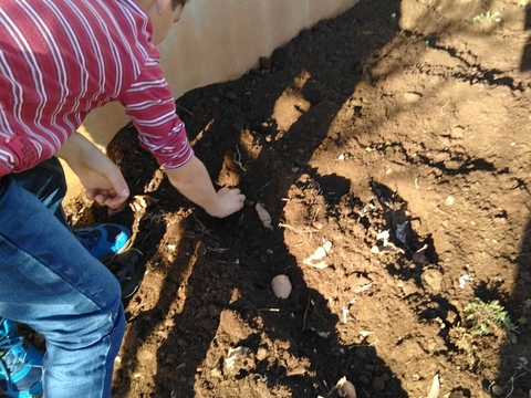 Batatas: colocação das batatas para germinarem. Os alunos mais crescidos ajudarem na atividade com muito prazer e dinamismo para podermos recolher mais tarde as nossas primeiras batatas.