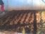 Semear as primeiras batatas.
Procedemos a plantaçãoi das primeiras batatas e de outras sementes.