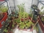 Foto da horta biológica na estufa da Universidade. Alface, salsa, morango entre outros