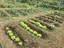 Alfaces prontas para a colheita
Monitorização do crescimento das cebolas