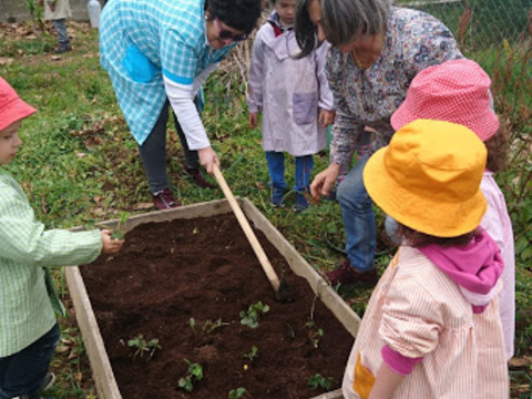 Plantação de morangos - alunos do ensino pré-escolar