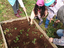Plantação de morangos - alunos do ensino pré-escolar
