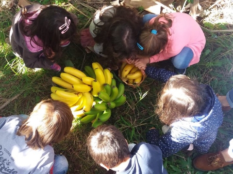 Crianças da pré-escolar colhendo as bananas para o seu lanche.