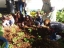 Crianças da pré-escolar plantando alfaces.