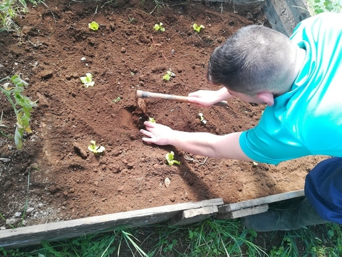 Plantar alfaces