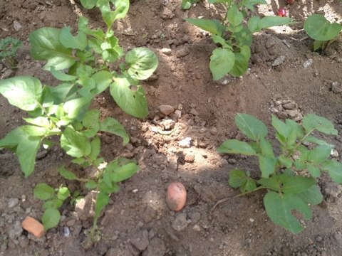 Batatas quase em ponto de colheita.
