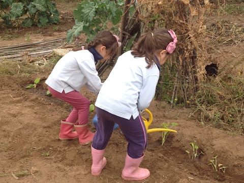 Crianças do Pré-escolar regam as abóboras acabadas de plantar