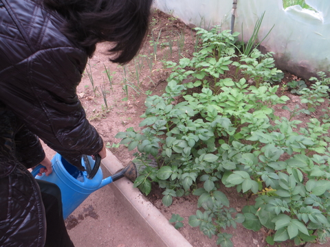 4-	EBSCC Horta Bio (Estufa) - rega das batatas e do alho-francês.