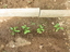 1-	EBSCC Horta Bio (Estufa) - plantação de pimentos.
