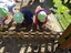 Crianças a plantar alfaces.