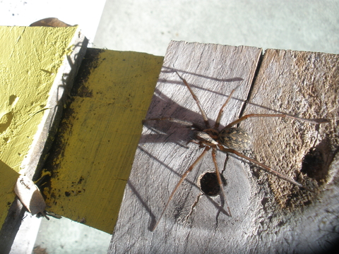 A aranha que fez casa na nossa horta vertical. Este ano mudou de casa.