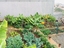 Plantações de bróculos, funcho, batata, doce, alface, favas, bananeiras, etc.