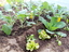 Brócolos, couve flor - Plantações de Inverno na estufa