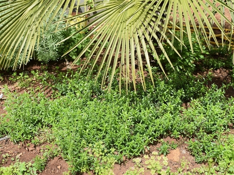Uma das muitas ervas aromáticas presentes na nossa horta mas que ainda está por identificar completamente. É da família das Lamiaceae / origanum mas não é o vulgar.