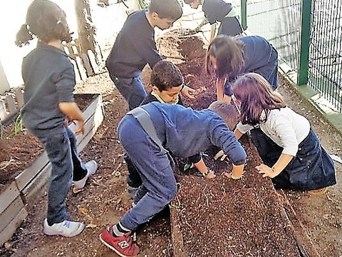Limpeza da horta: todos colaboram a limpar os canteiros