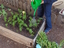 Plantar legumes