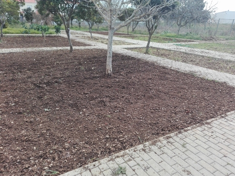 A ação do Sr. Costa e a dos alunos ERASMUS, expandiu a horta:
sementeiras a 