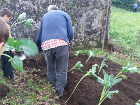 Início da Horta Biológica - Plantação de couves galegas com a colaboração de um avô de uma aluna da nossa escola.