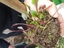 Beterrabas - beterrabas biológicas para plantar na nossa horta.