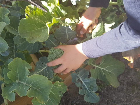 Colheita de produtos - Na nossa pequena horta também colhemos algumas couves brócolo.