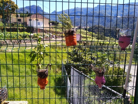 Nas redes da escola,fizeram uma pequena ervanária .Plantaram as ervas de chá em garrafas .