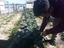 Colhendo brócolos no início de março para vender na comunidade educativa.