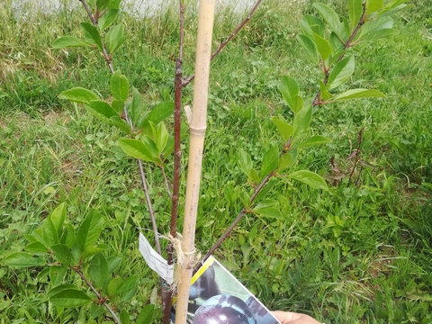 Plantação de uma ameixieira.