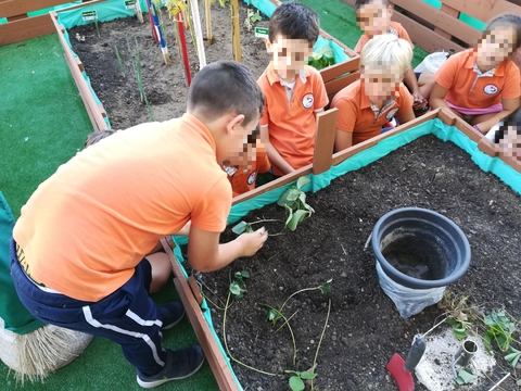 Os alunos do 2.º ano a plantar pés de morango na nossa horta.