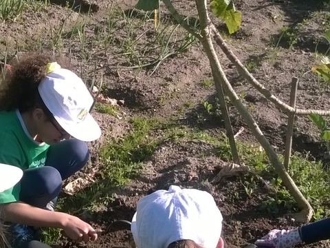 A plantar batatas.