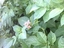 Batata Carolus (muito resistente ao míldio da folha e do tubérculo; apropriada para produção biológica)