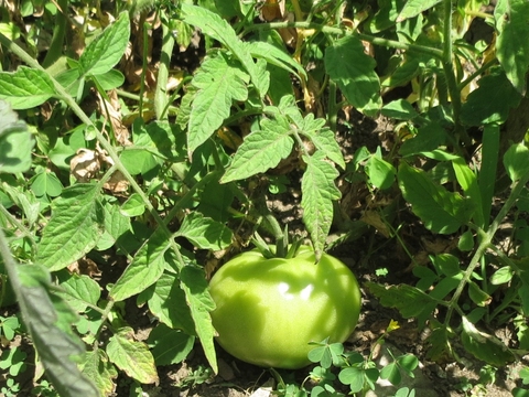 Tomateiro