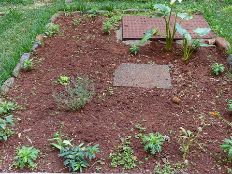 Canteiro rodeado de pequenas plantas de estreleira, aguardando por melhoria do estado do tempo afim de receber as hortícolas.