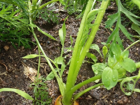 Cenoura (Daucus carota) preste a ser colhida.