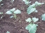 Couve-galega (Brassica oleracea var. Acephala) plantada a 1 de fevereiro. Usada na confecção da sopa conhecida como caldo verde, típica de Portugal e a Galiza, bem como nos típicos 