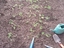 Cenoura (Daucus carota) plantada a 4 de março. São comidas cruas, inteiras, ou como parte de saladas, e são também cozidas em sopas e refogados.