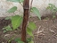 Maracujá (Passiflora edulis) plantado recentemente. O fruto é utilizado especialmente para produzir suco ou polpa de maracujá.