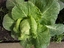 Repolho (Brassica oleracea) preste a ser colhido.
