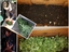 Alimentação do vermicompostor: uso das folhas velhas das couves tronchas, dos brócolos e das couves flores para produzir fertilizante orgânico através de minhocas.