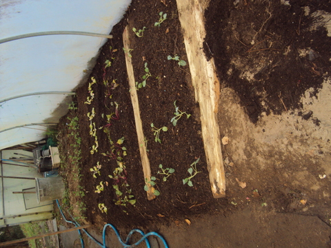 Quatro áreas plantadas. Do primeiro para o último plano: brócolos; beterraba; alface; ervilhas.