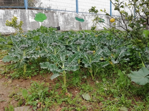 1.ª colheita de brócolos de 2019.