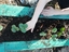 Plantação de morangueiros nas nossas floreiras recicladas.