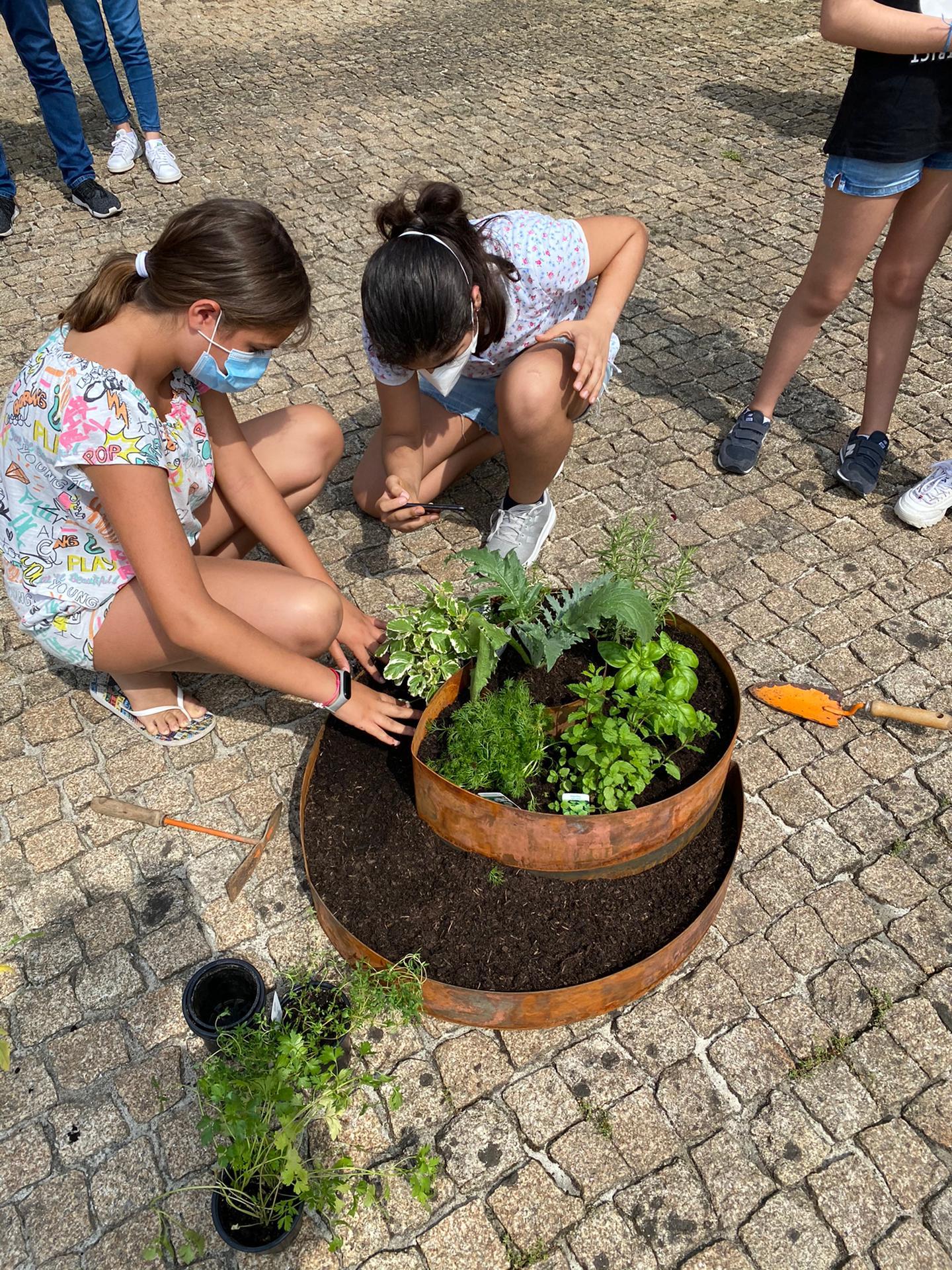 Fixação da planta ao solo. A aluna Inês Ferreira a fixar a sua erva aromática à terra.