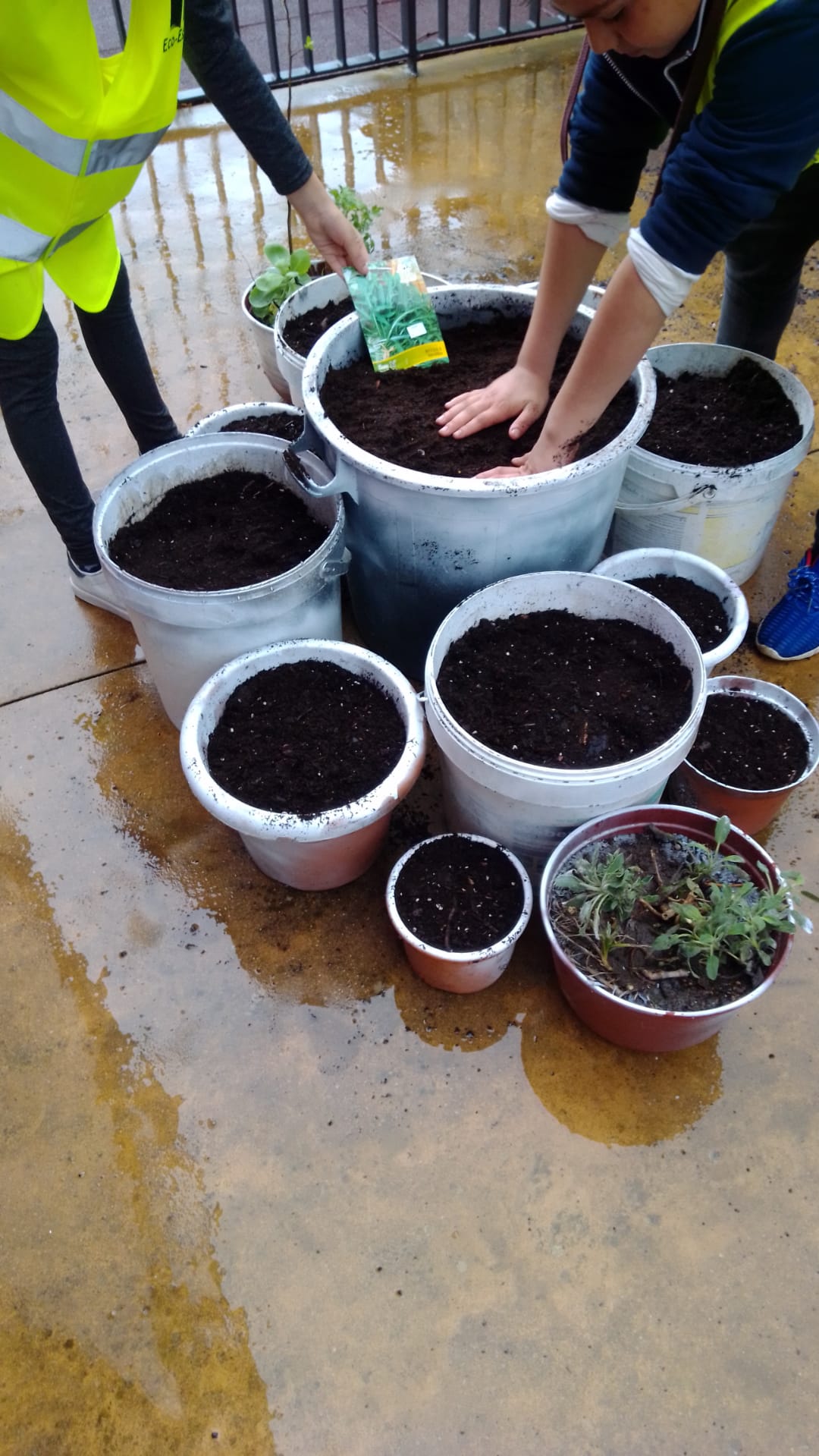 Preparação dos recipientes com colocação da terra e sementes.