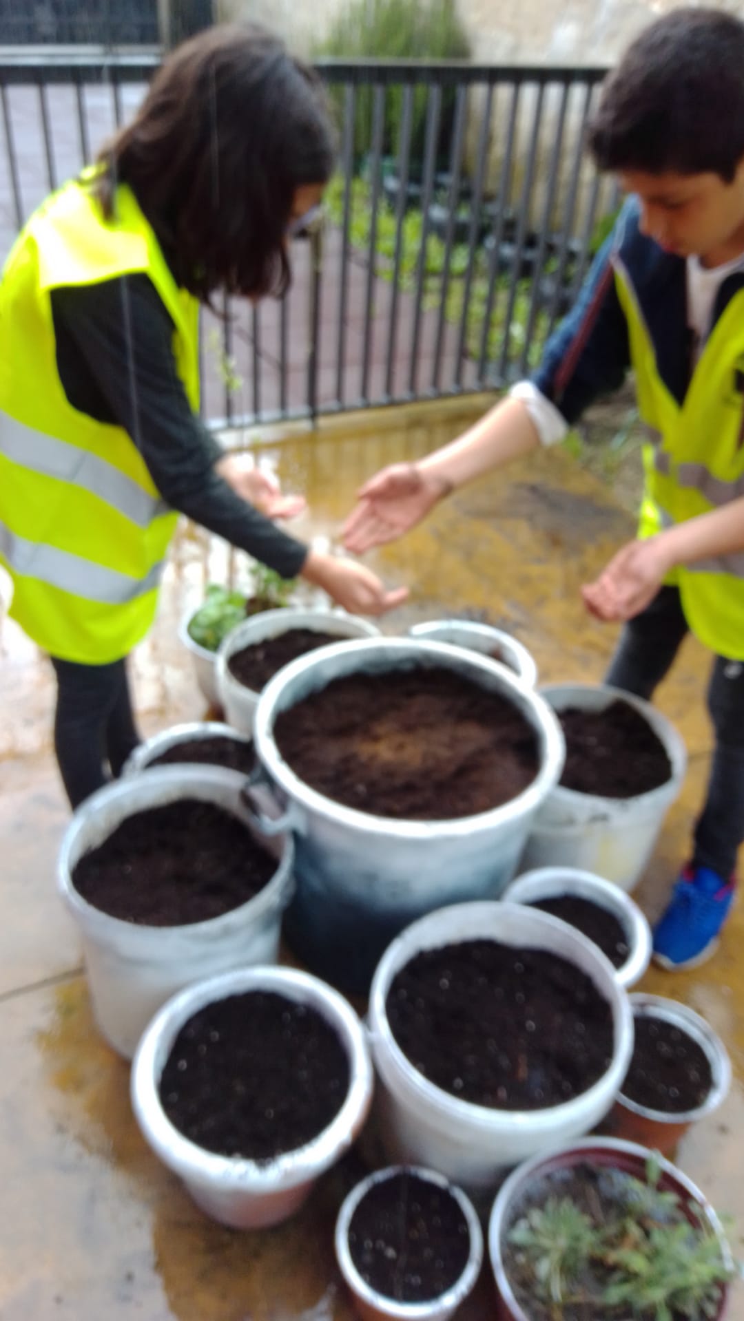 Preparação dos recipientes com colocação da terra e sementes.