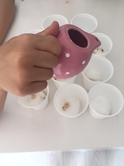 Colocação das sementes de feijão em copos de plástico com algodão e água.