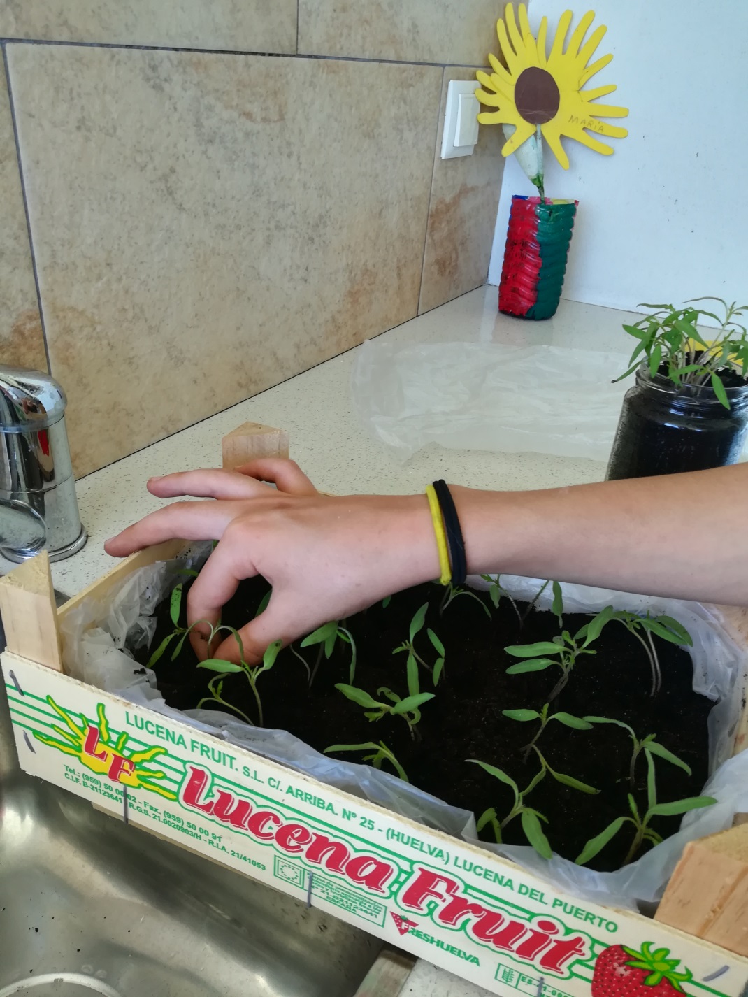 Operação do transplante das novas plântulas de tomateiro para outro local, com mais espaço para poderem crescer melhor.