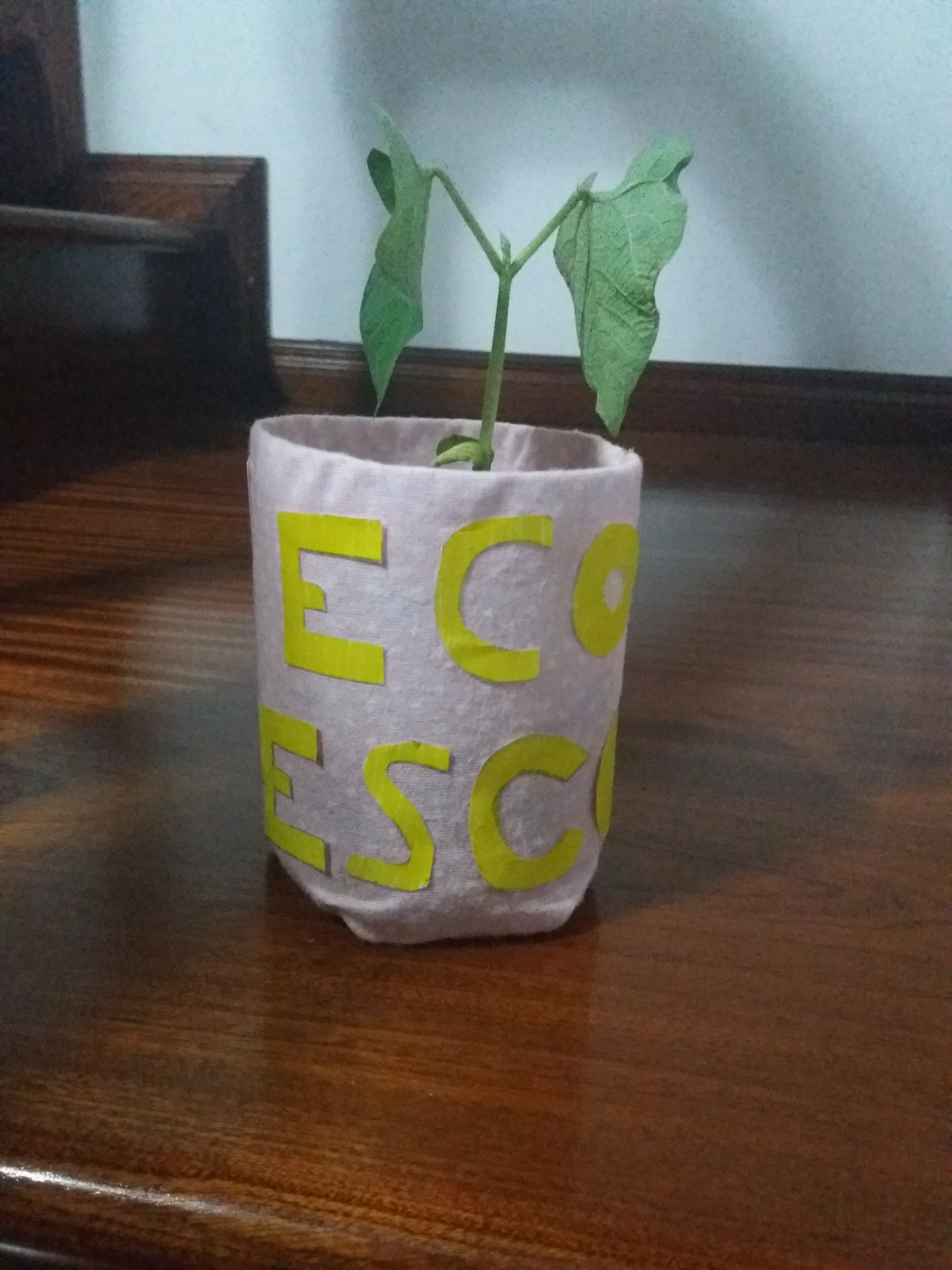 Feijão (plantinha) em desenvolvimento - 2 folhas (decoração do vaso/recipiente).