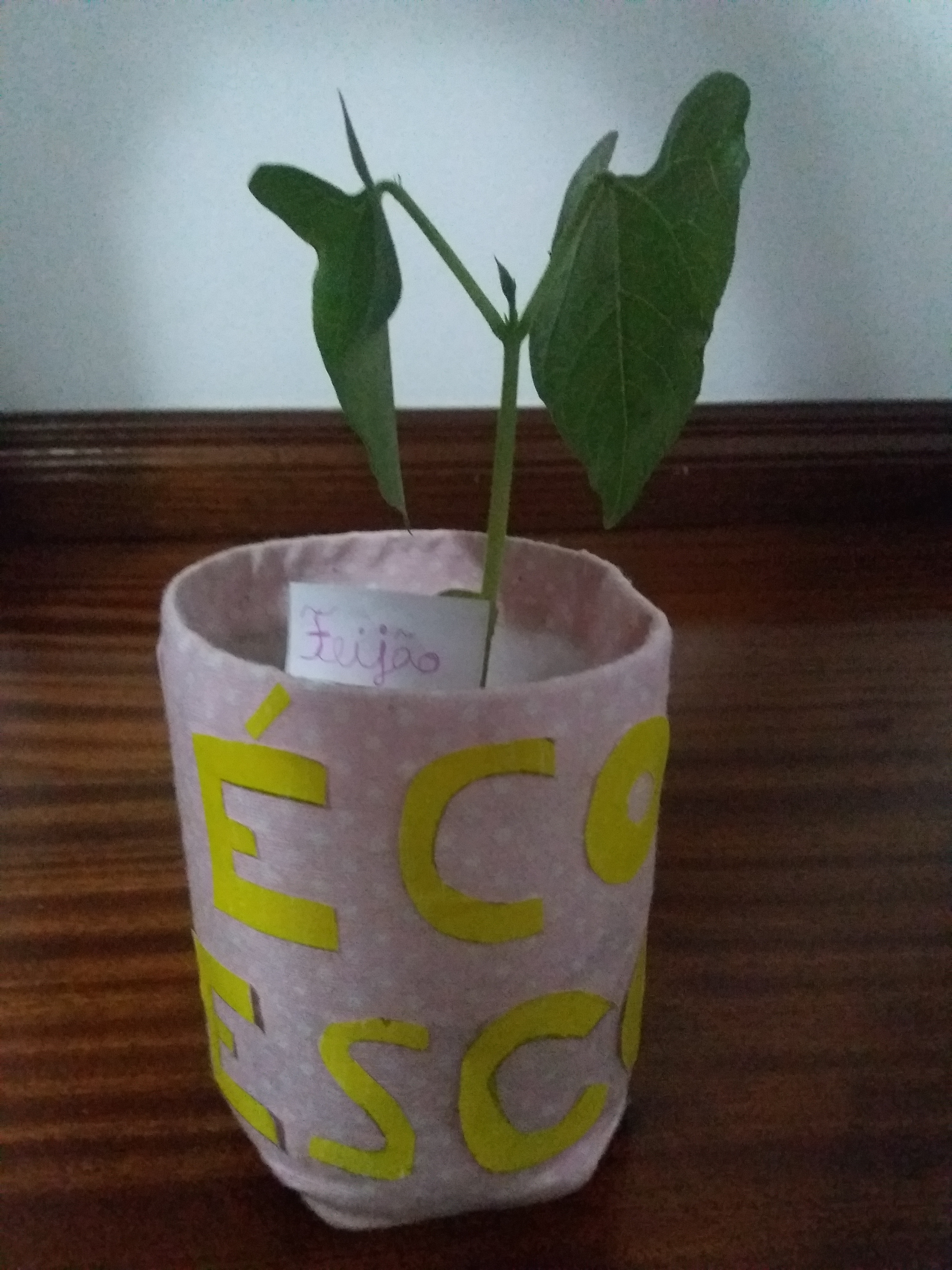 Feijão (plantinha) em desenvolvimento - 2 folhas (decoração do vaso/recipiente e identificação da plantinha).